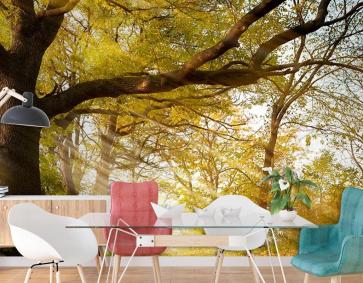 Ağaçlar Arasında Güneş Işıkları Manzarası