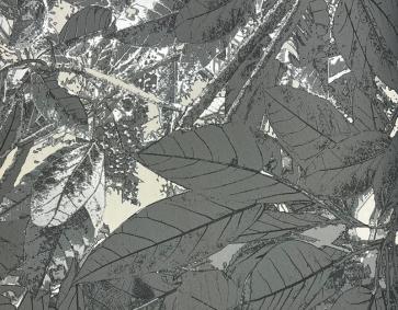 Siyah Yaprak Tropik Duvar Kağıdı 113009