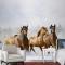 Koşan Atlar Duvar Kağıdı 3D