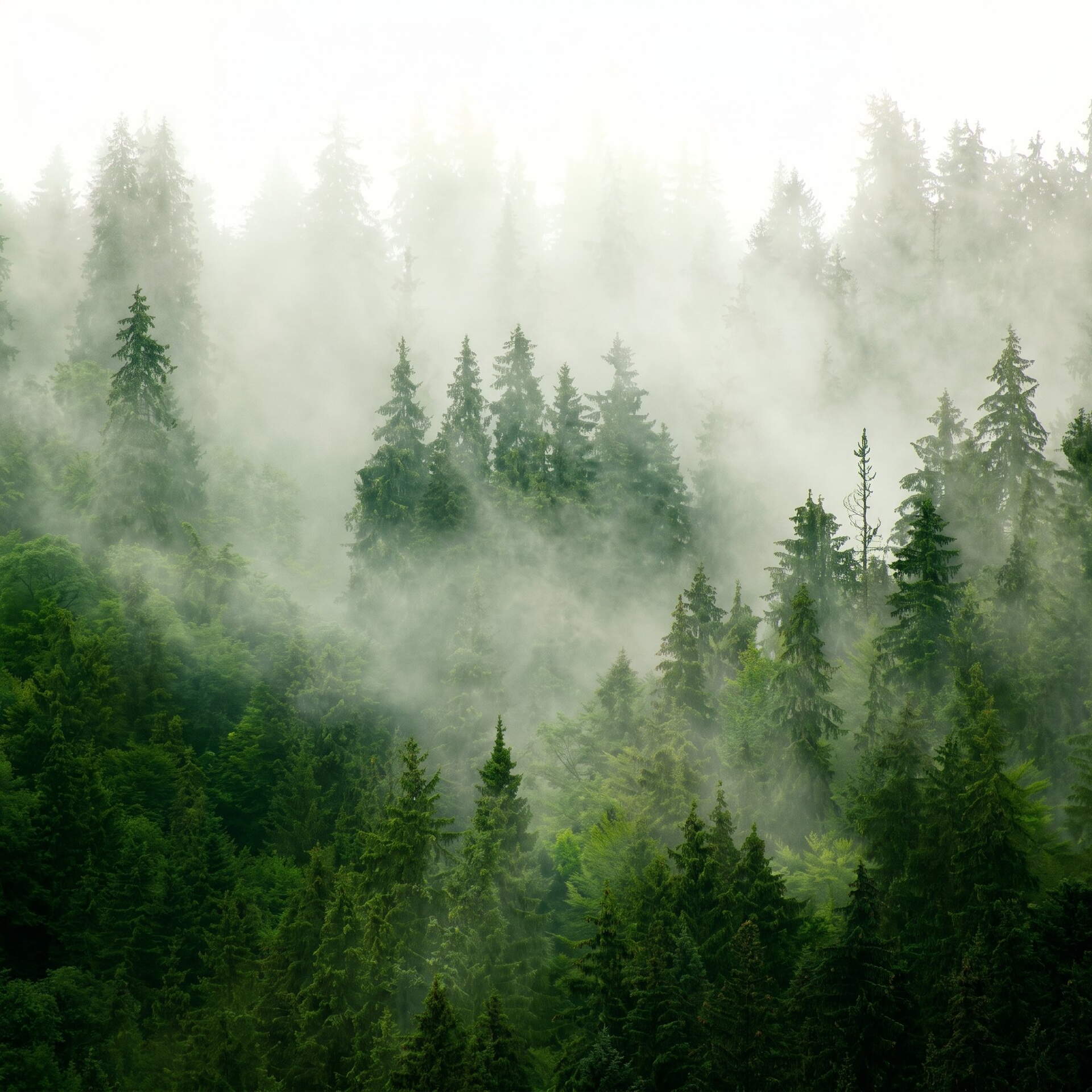 Sisli Yeşil Çam Ormanı Dağ Manzaralı Duvar Kağıdı